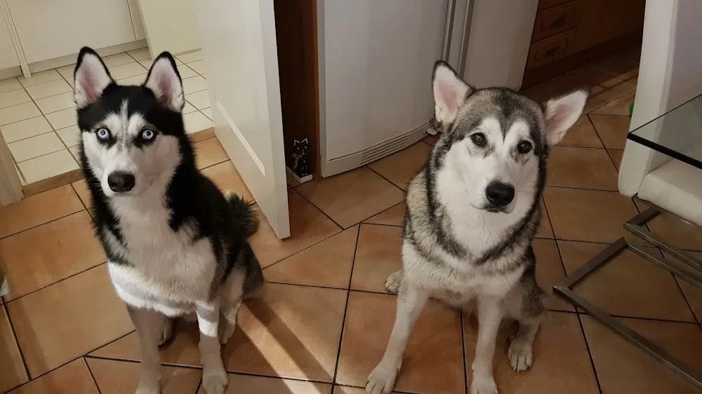 Skyberga Hundpensionat och Hunddagis - Örebro pet otel görseli 3