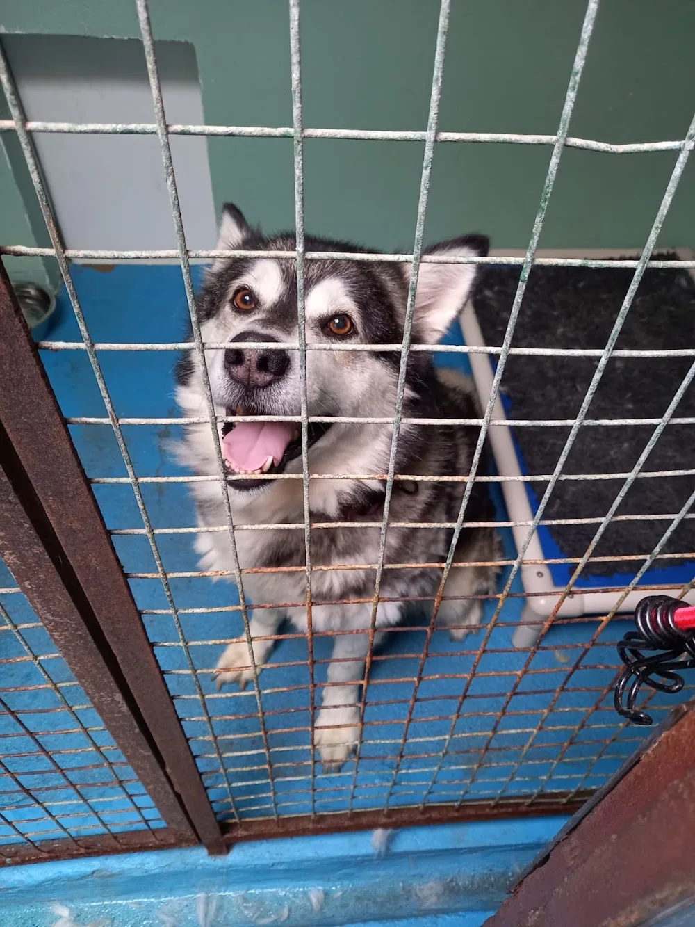 Long Acres Kennels, Cattery and Small Animal Boarding - Orkney Islands pet otel