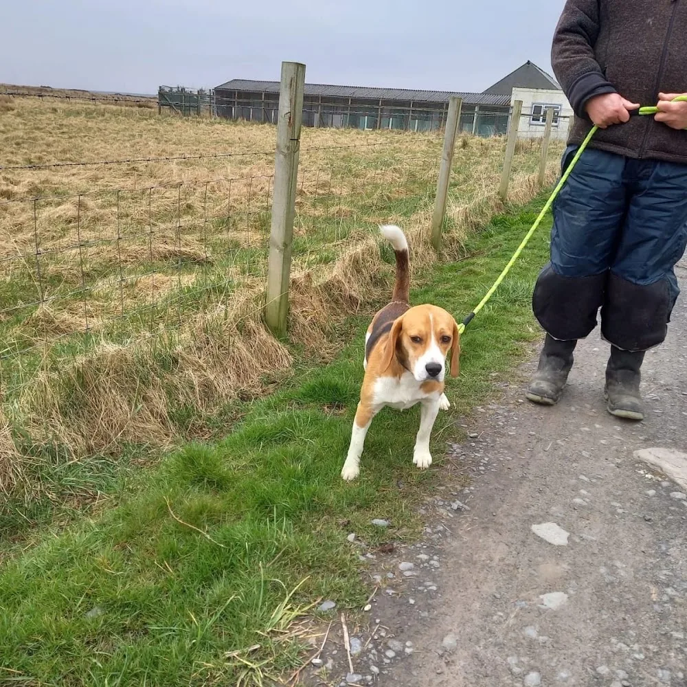 Long Acres Kennels, Cattery and Small Animal Boarding - Orkney Islands pet otel görseli 3