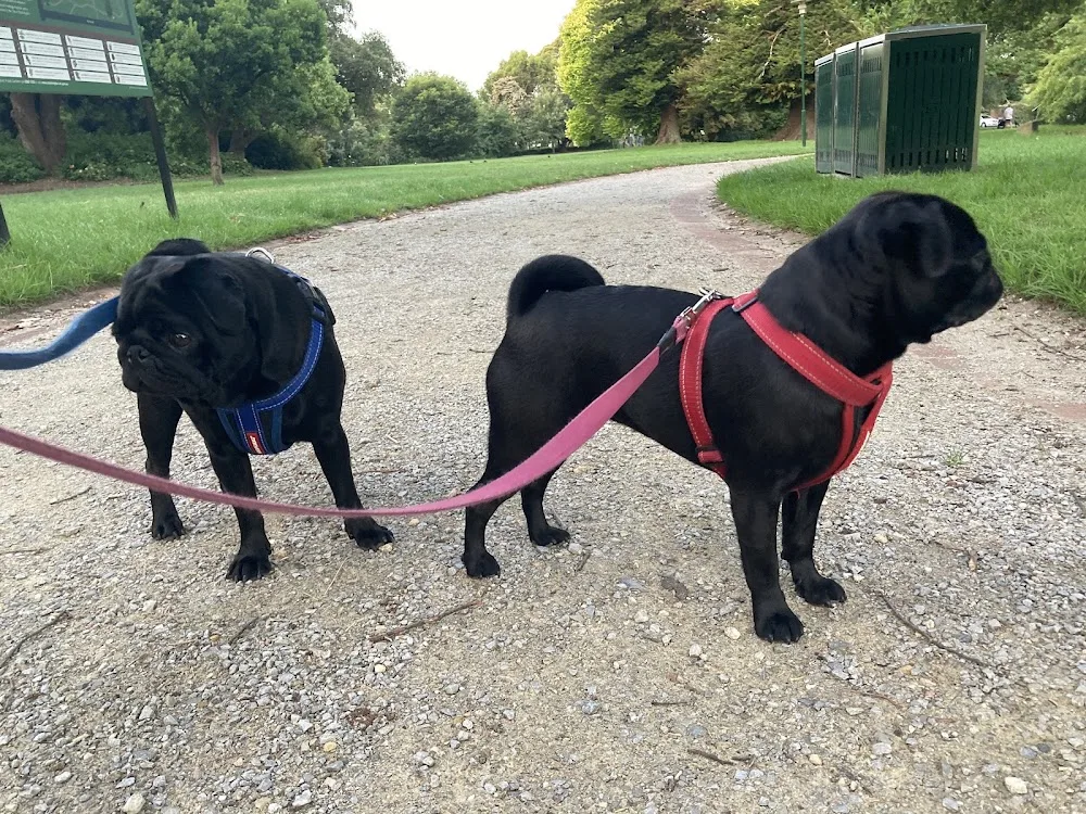 Best Day Ever Dogs - Ormond pet otel