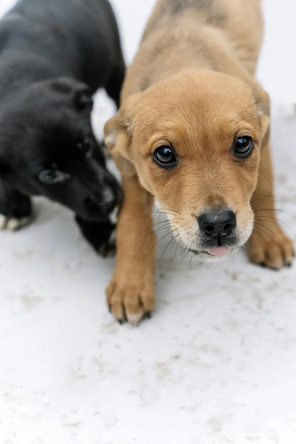 Happy Paws Dog Sitter - Ormond pet otel görseli 2