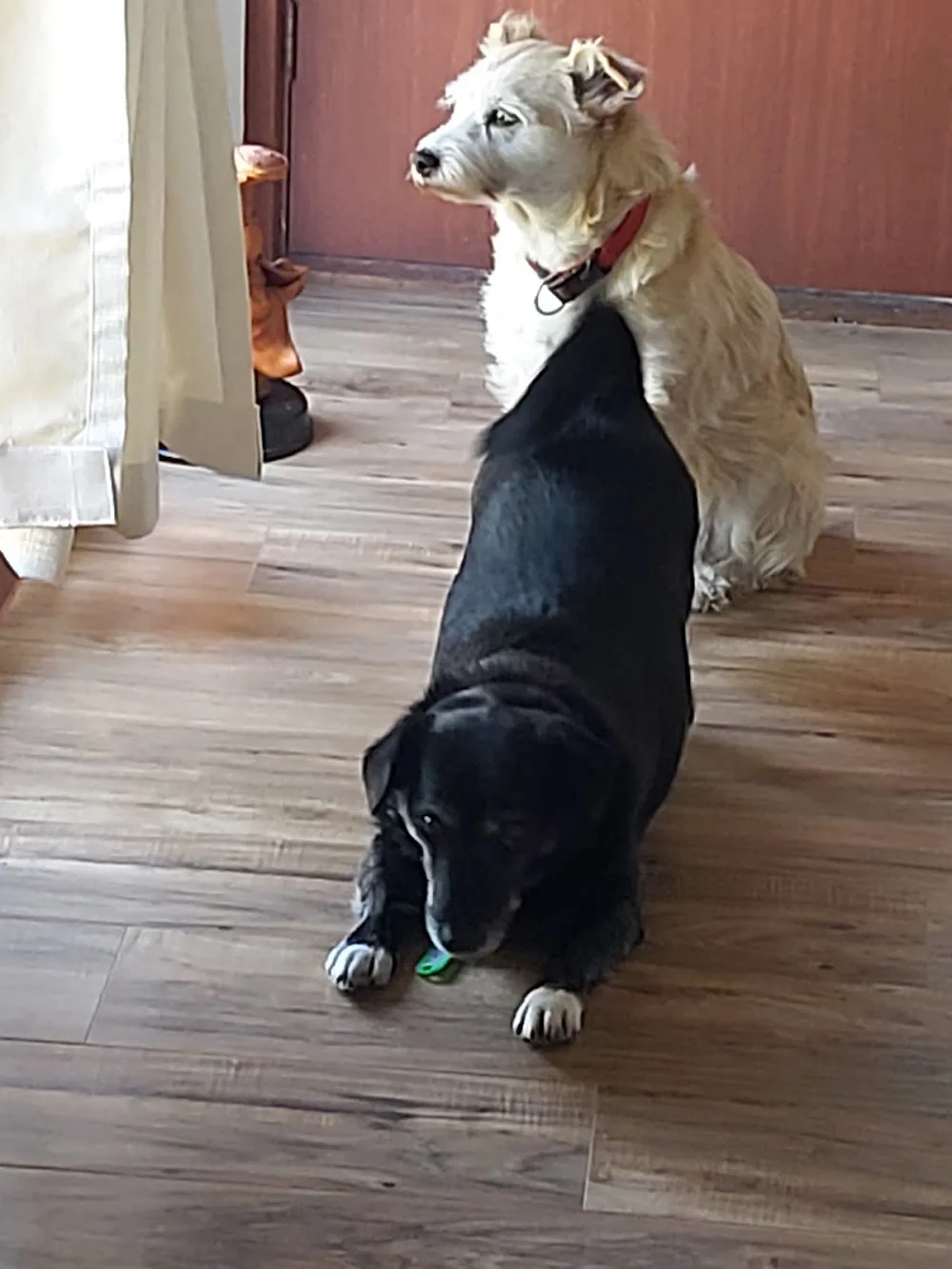 Happy Paws Dog Sitter - Ormond pet otel görseli 3