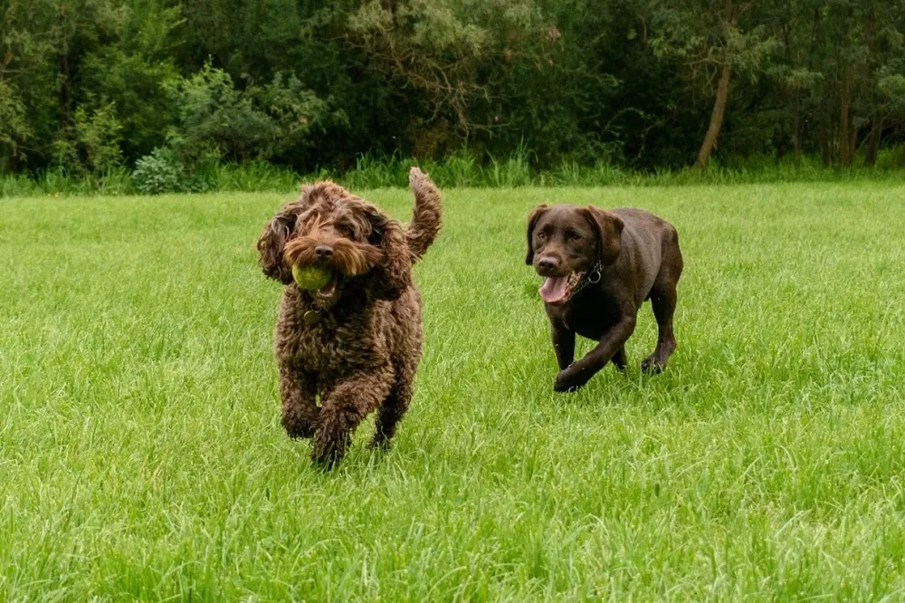 Wanna Go Walkies - Ormond pet otel görseli 3