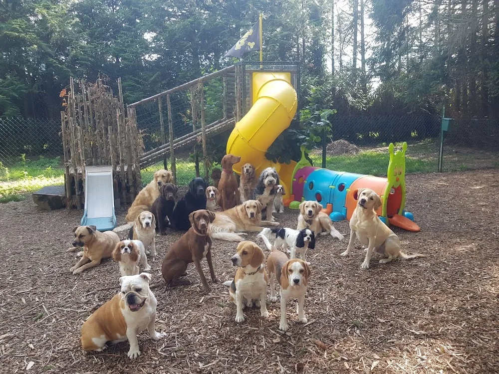 Bouge tes Puces - Orne pet otel görseli 3