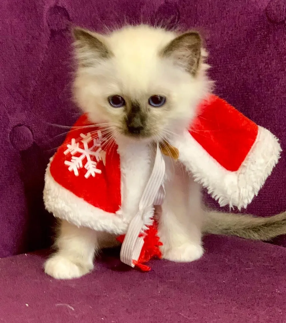 Chatterie du Palefroi - Orne pet otel görseli 3