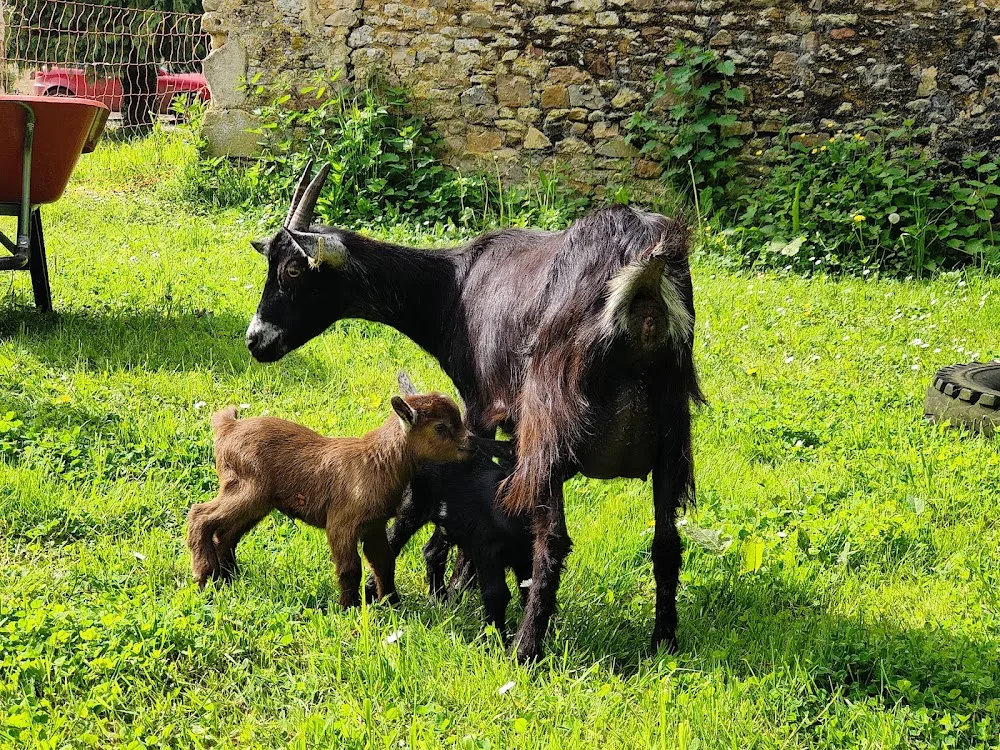 Garde d'animaux Florence MALLET - Orne pet otel görseli 3