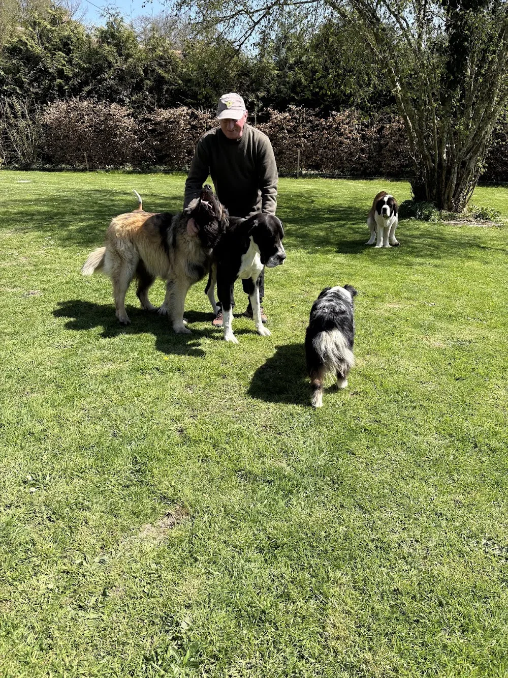 Le jardin des chiens - Orne pet otel