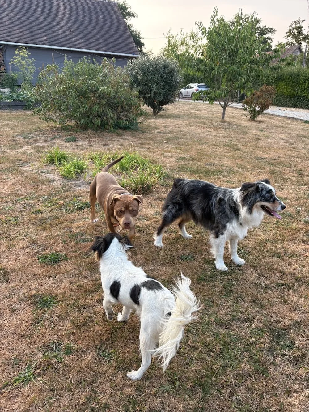 Le jardin des chiens - Orne pet otel görseli 3