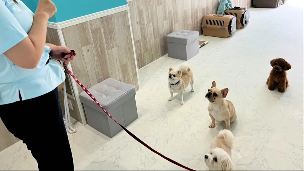 DogHotel&School&Salon HATTIE MOON(旧:PETCARE&HOTEL犬の幼稚園-ulu-ウル桜川店) - Osaka pet otel
