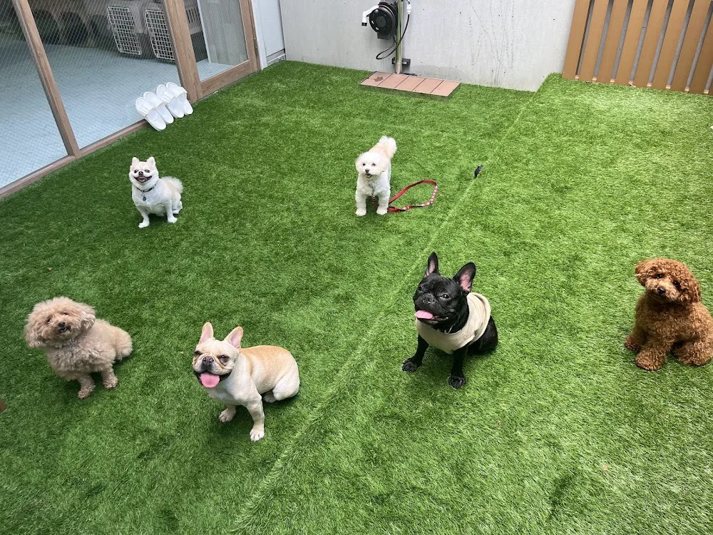 DogHotel&School&Salon HATTIE MOON(旧:PETCARE&HOTEL犬の幼稚園-ulu-ウル桜川店) - Osaka pet otel görseli 3