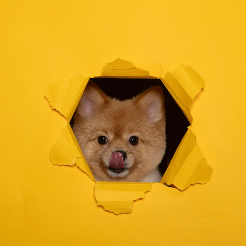 DogHotel&School&Salon HATTIE MOON(旧:PETCARE&HOTEL犬の幼稚園-ulu-ウル桜川店) - Osaka pet otel görseli 4