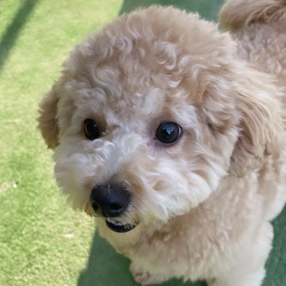 DogHotel&School&Salon HATTIE MOON(旧:PETCARE&HOTEL犬の幼稚園-ulu-ウル桜川店) - Osaka pet otel görseli 5