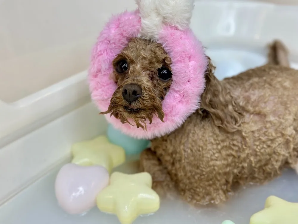 MOON SALON de HOTEL for dogs - Osaka pet otel görseli 3