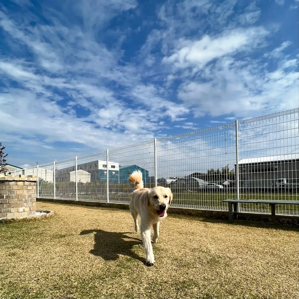 THE DOG HOTEL - Osaka pet otel görseli 3