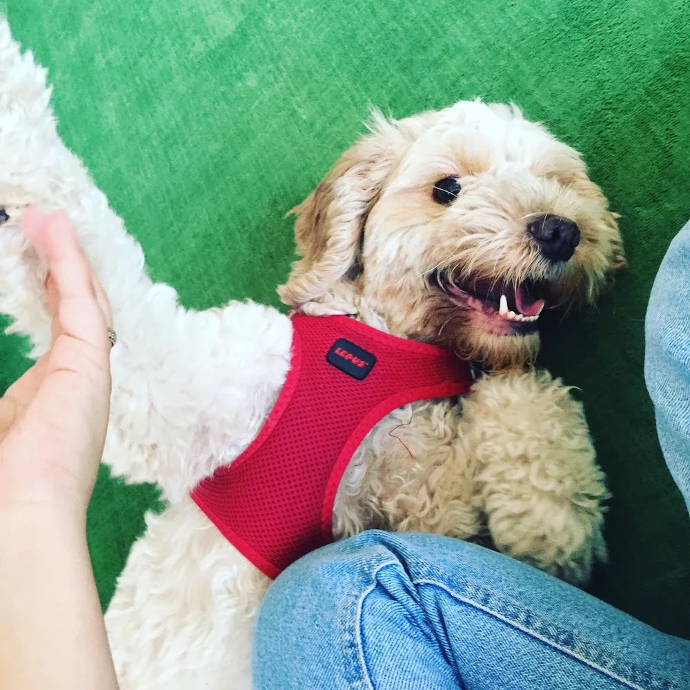 Pati Pet Evcil Hayvan Oteli - Osmaniye pet otel görseli 3
