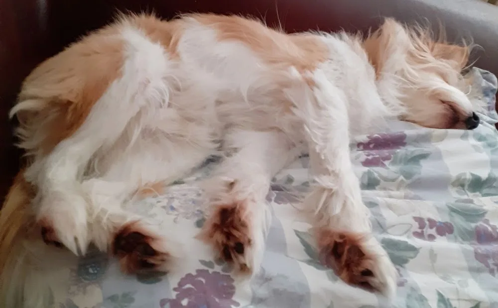 WieWau Hundetraining und -Pension - Osterburg (Altmark) pet otel görseli 3