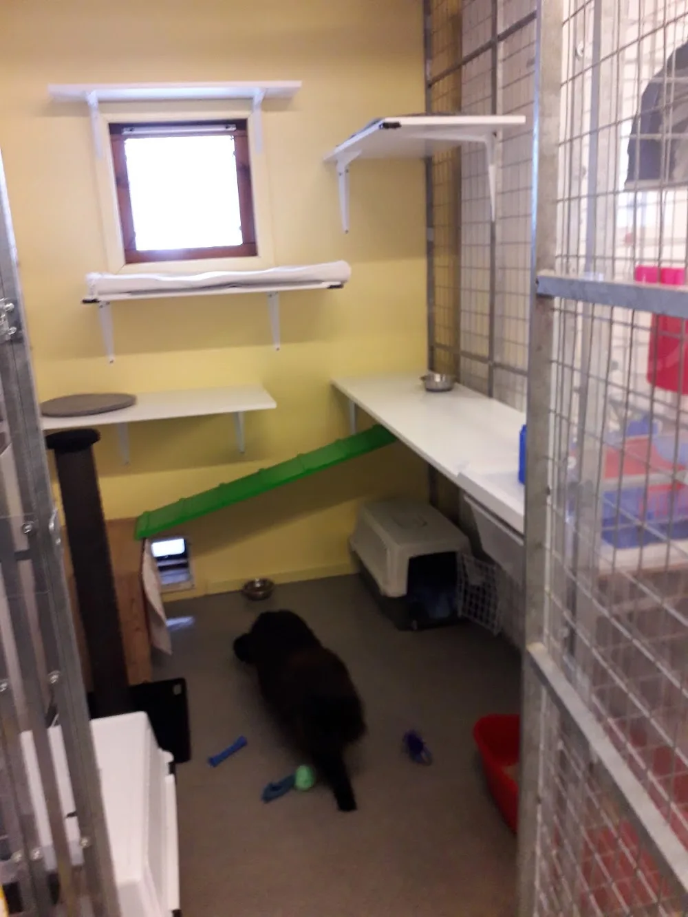 Askeby Kattpensionat - Östergötland pet otel