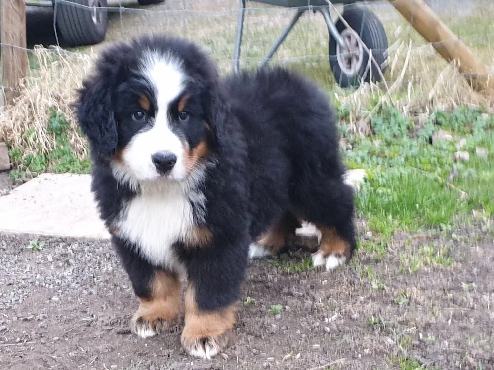 Bernervillans Kennel - Östergötland pet otel görseli 3