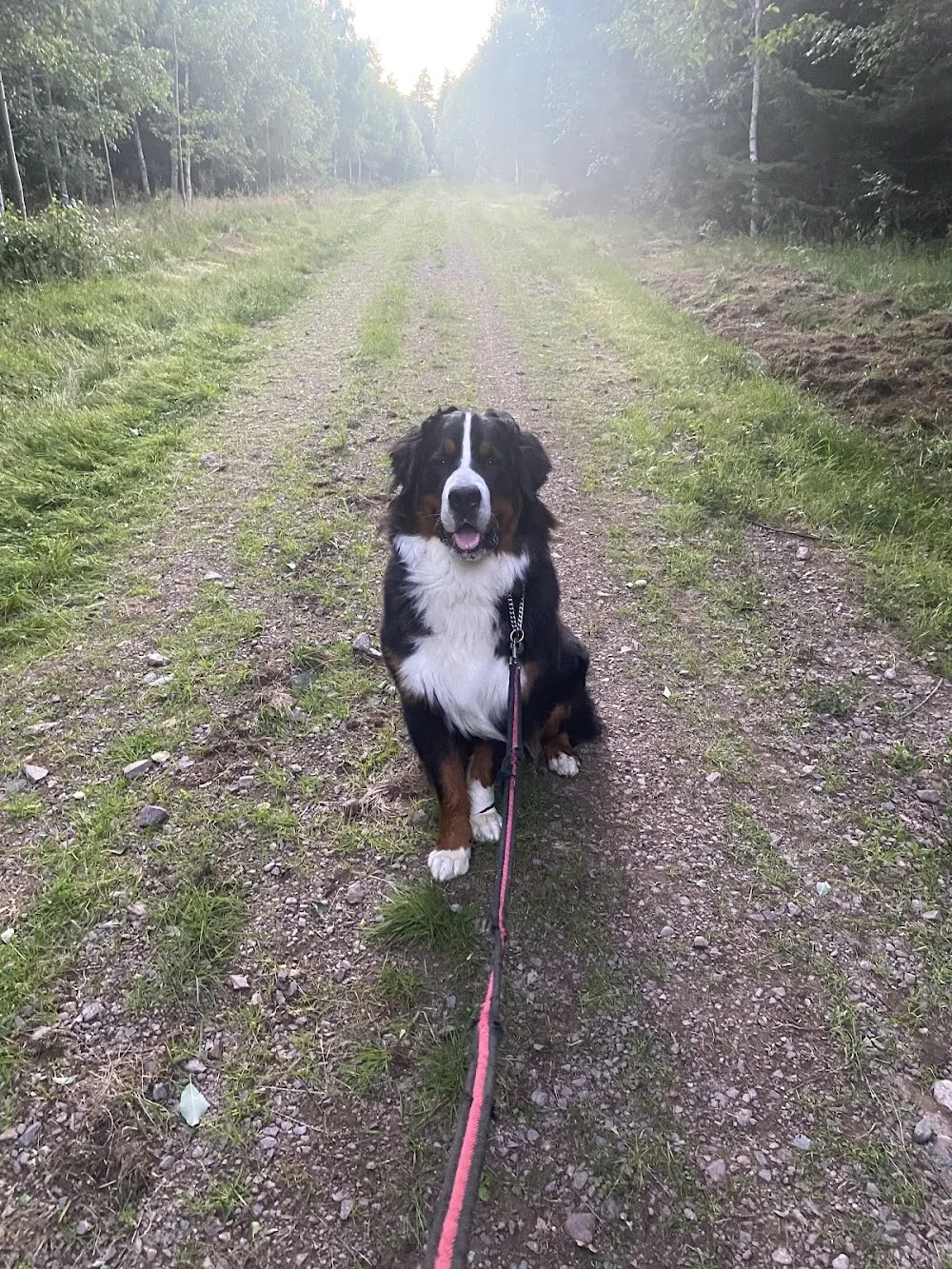 Borgatorp Hundpensionat - Östergötland pet otel
