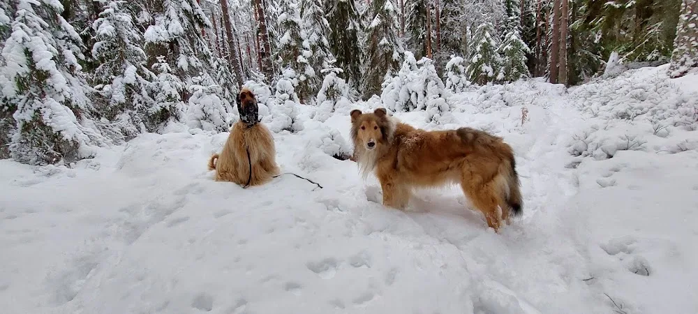 Borgatorp Hundpensionat - Östergötland pet otel görseli 3