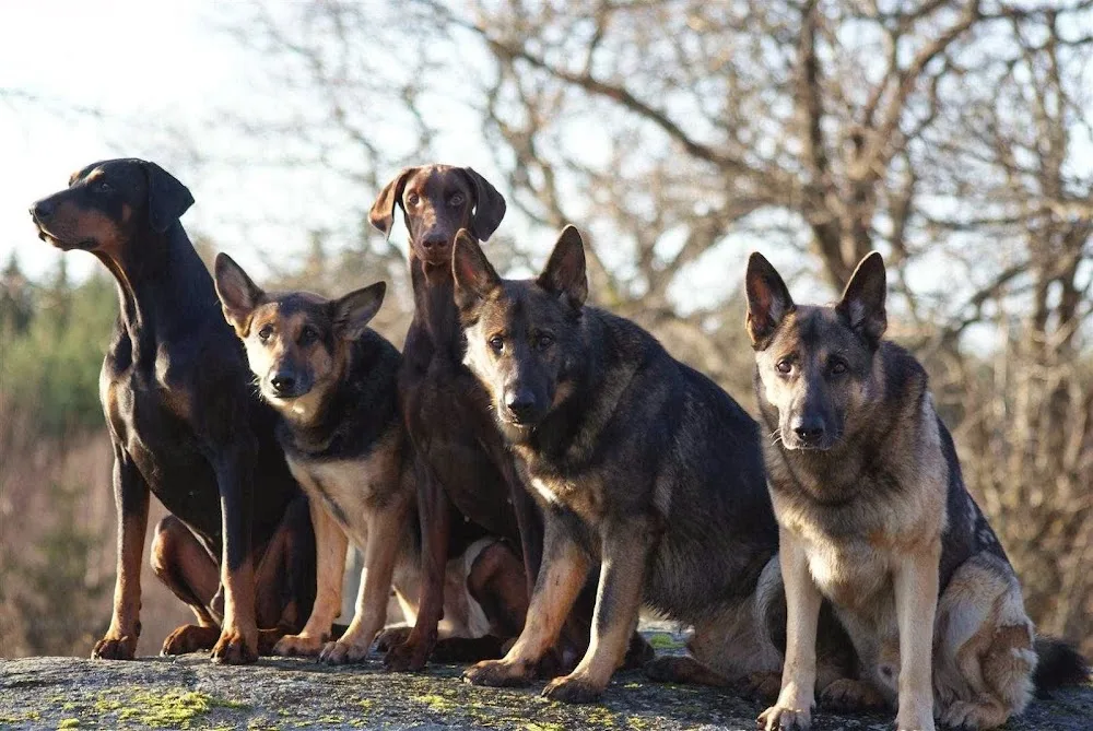 DoggsenCenter Hundpensionat / Hunddagis - Östergötland pet otel