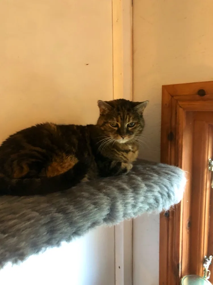 Ka-Bo HB - Östergötland pet otel görseli 3