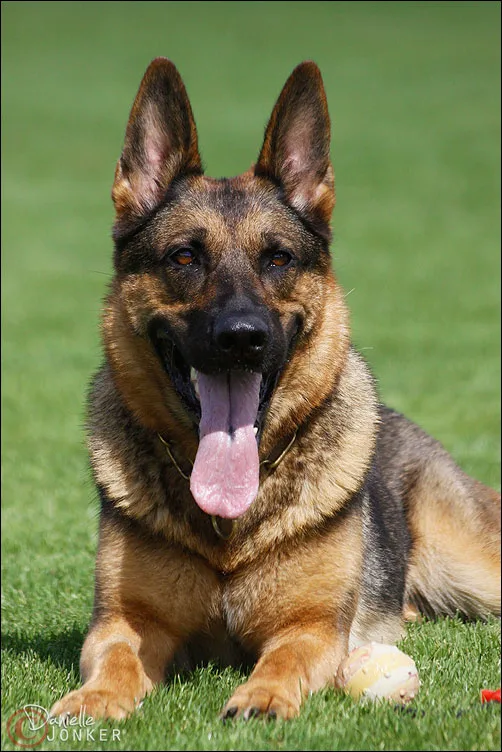 Mi-Jos Kennel - Östergötland pet otel görseli 2