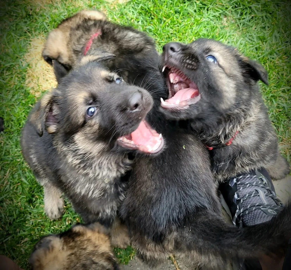 Mi-Jos Kennel - Östergötland pet otel görseli 3