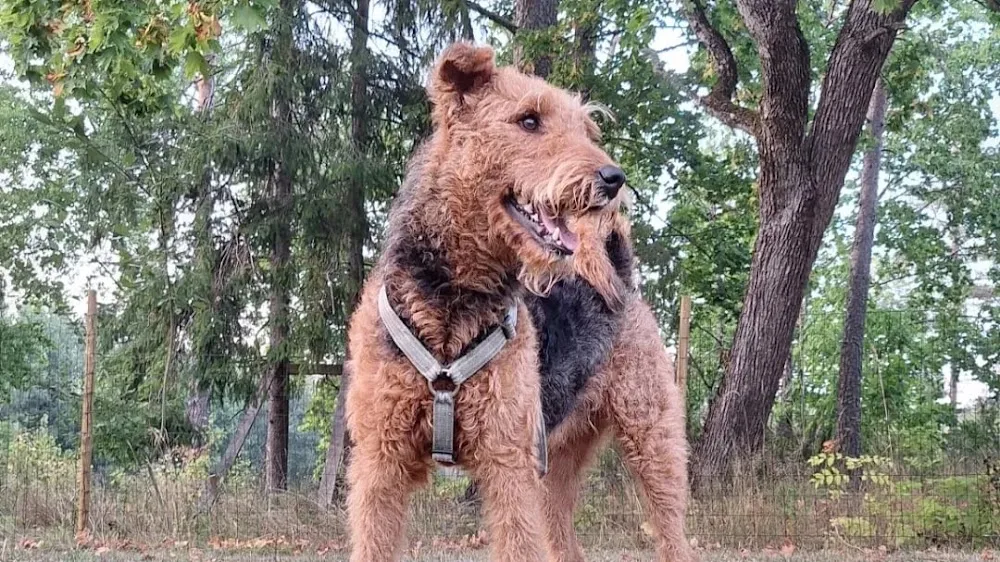 Natulica Hundpensionat - Östergötland pet otel görseli 2