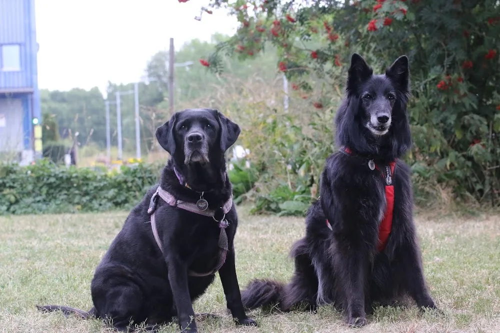 Natulica Hundpensionat - Östergötland pet otel görseli 3
