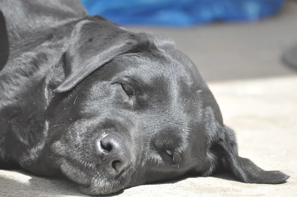 Pilkällans Kennel - Östergötland pet otel görseli 2
