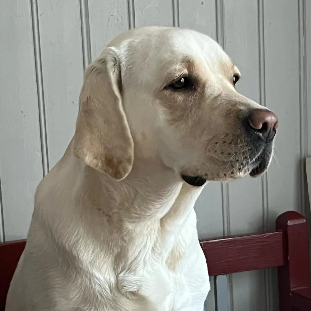 Pilkällans Kennel - Östergötland pet otel görseli 4