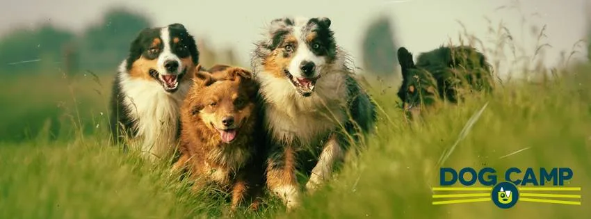 Dog Camp Hundehotell / Hundepensjonat - Østfold pet otel