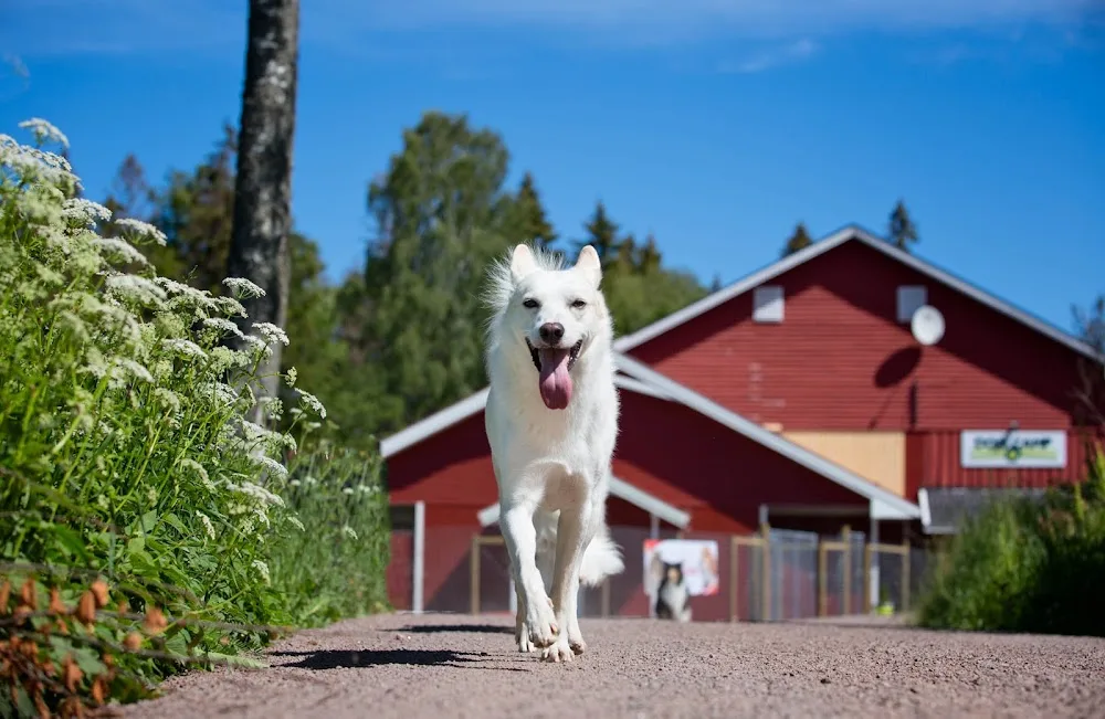 Dog Camp Hundehotell / Hundepensjonat - Østfold pet otel görseli 3