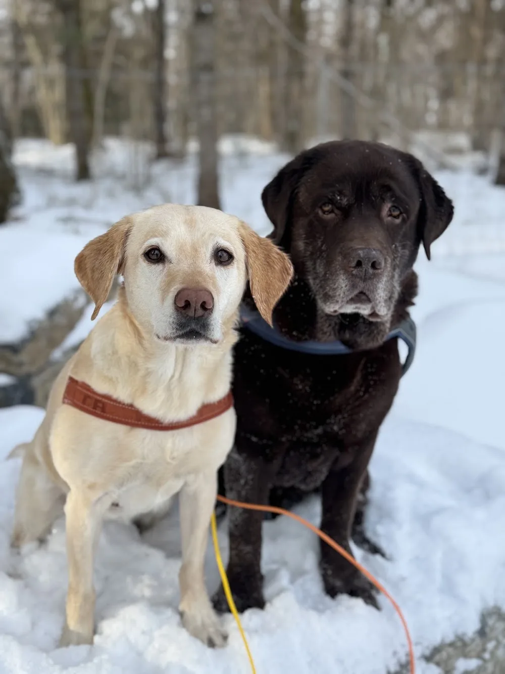 Ellefsen Hundehotell AS - Østfold pet otel görseli 3
