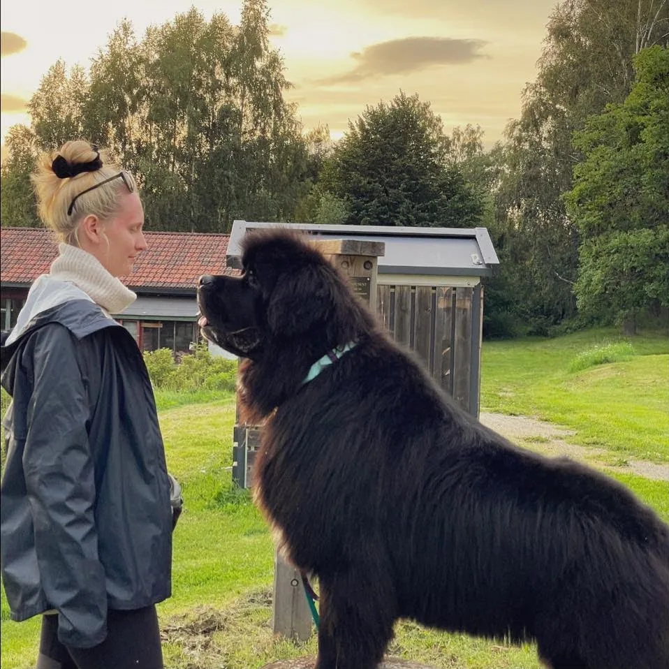 Ellefsen Hundehotell AS - Østfold pet otel görseli 4