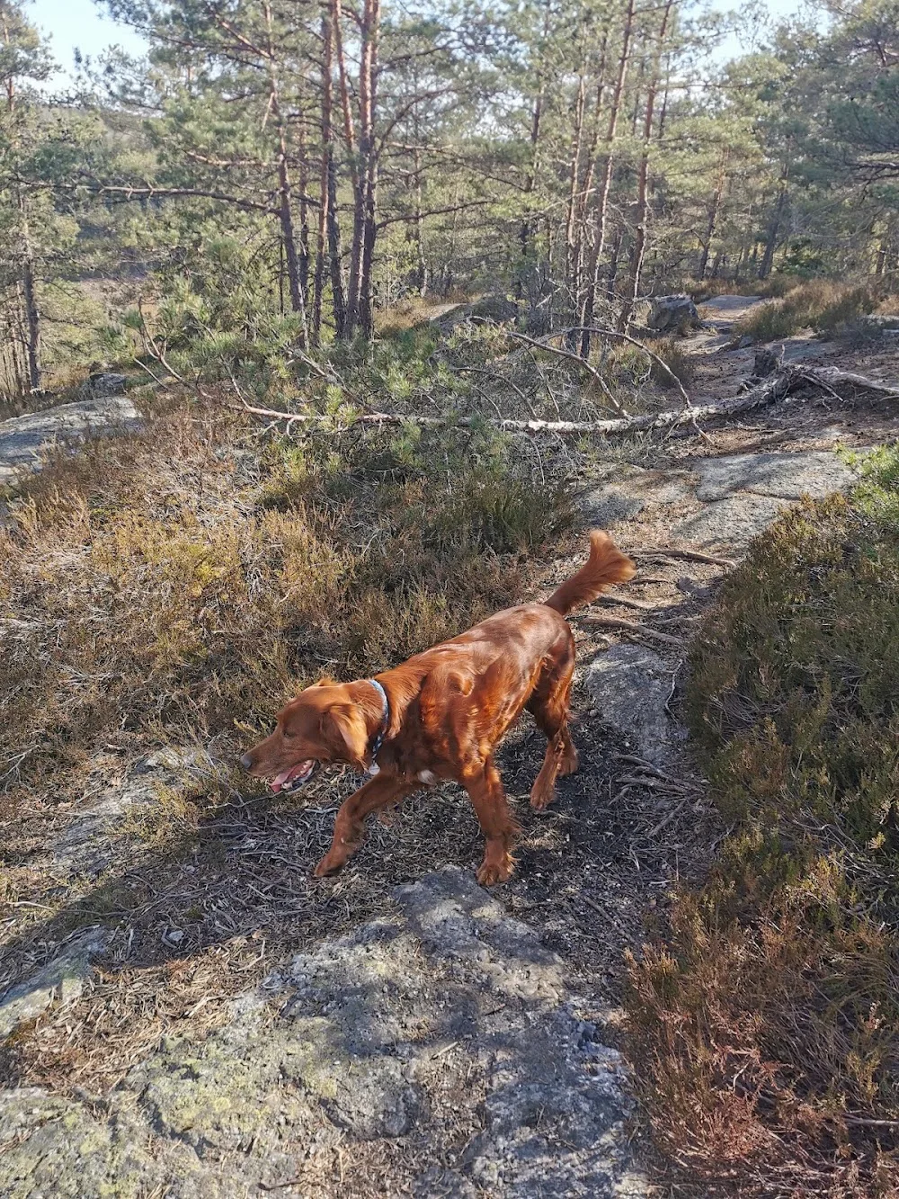 Fredrikstad Hundepensjonat - Østfold pet otel
