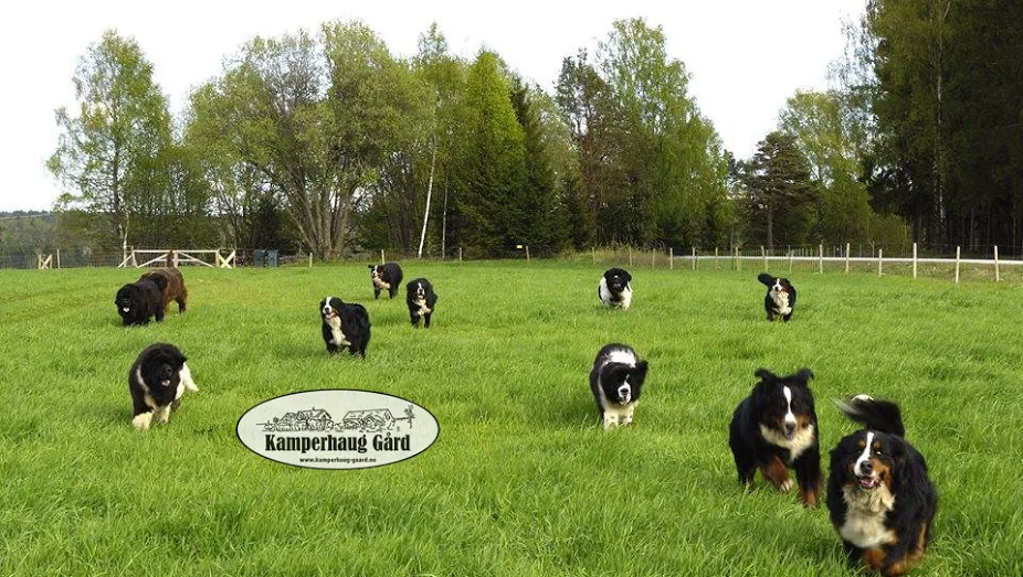 Kamperhaug Farm Dog Lodging and Shop - Østfold pet otel