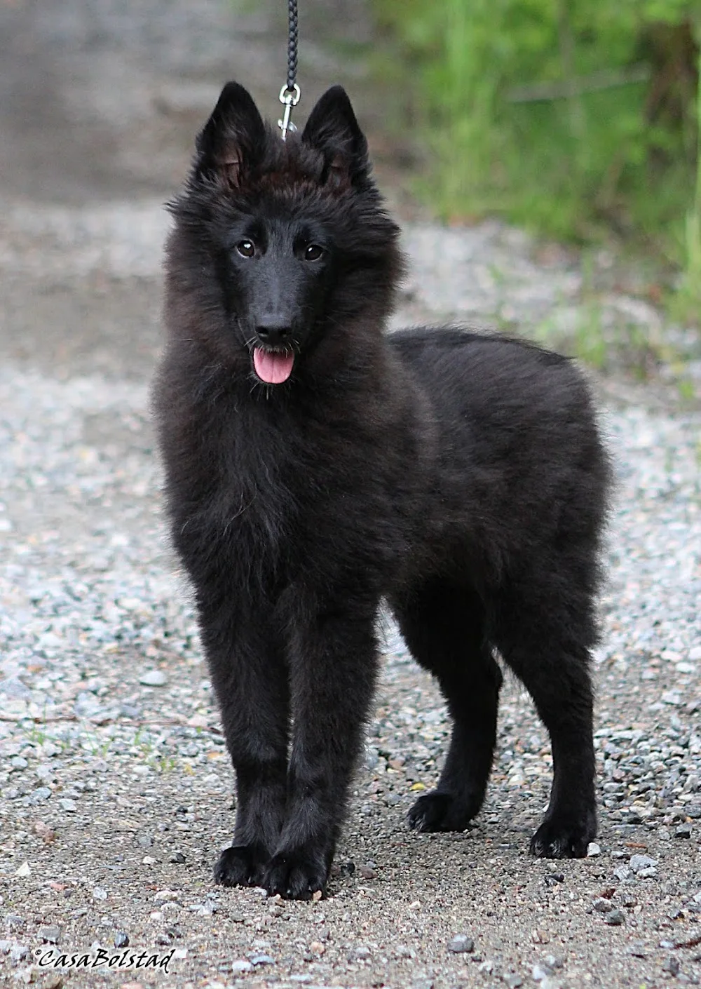 Kennel CasaBolstad - Østfold pet otel