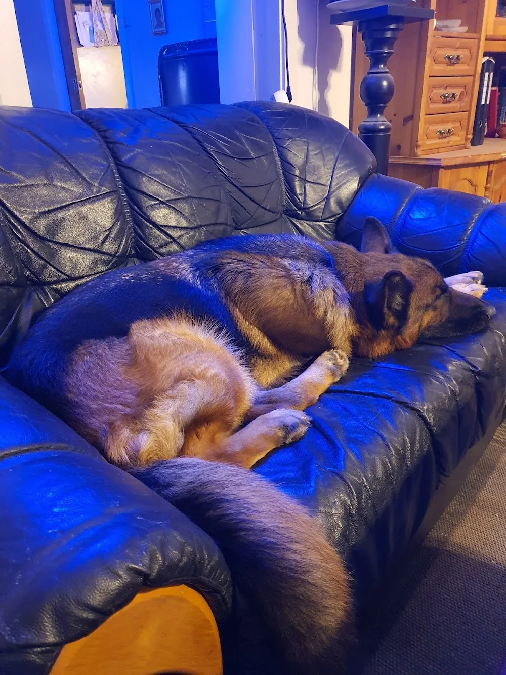 Kennel Fughita - Østfold pet otel
