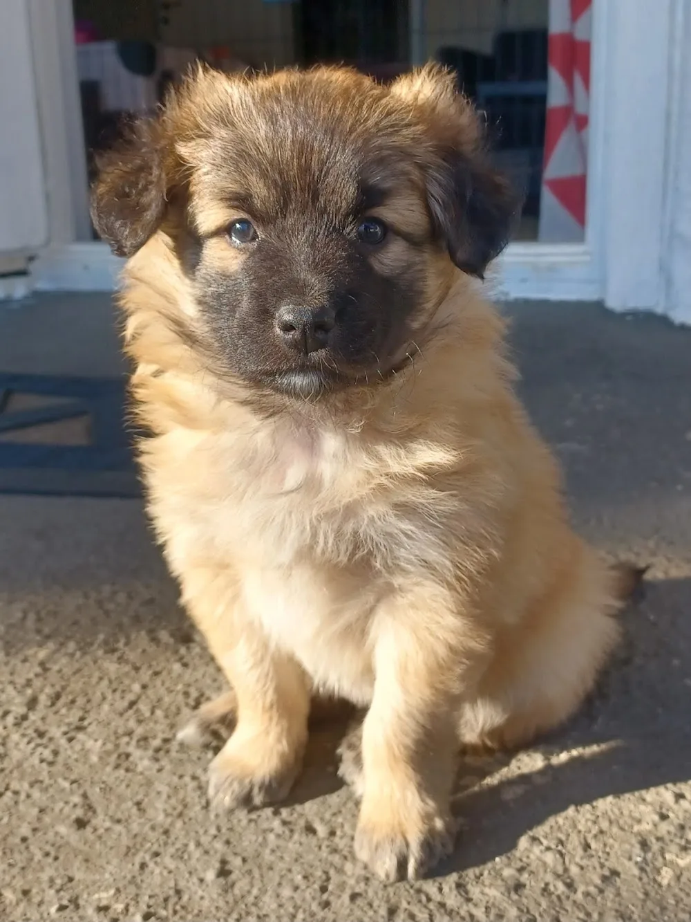 Kennel Petit Norvegien - Østfold pet otel görseli 3