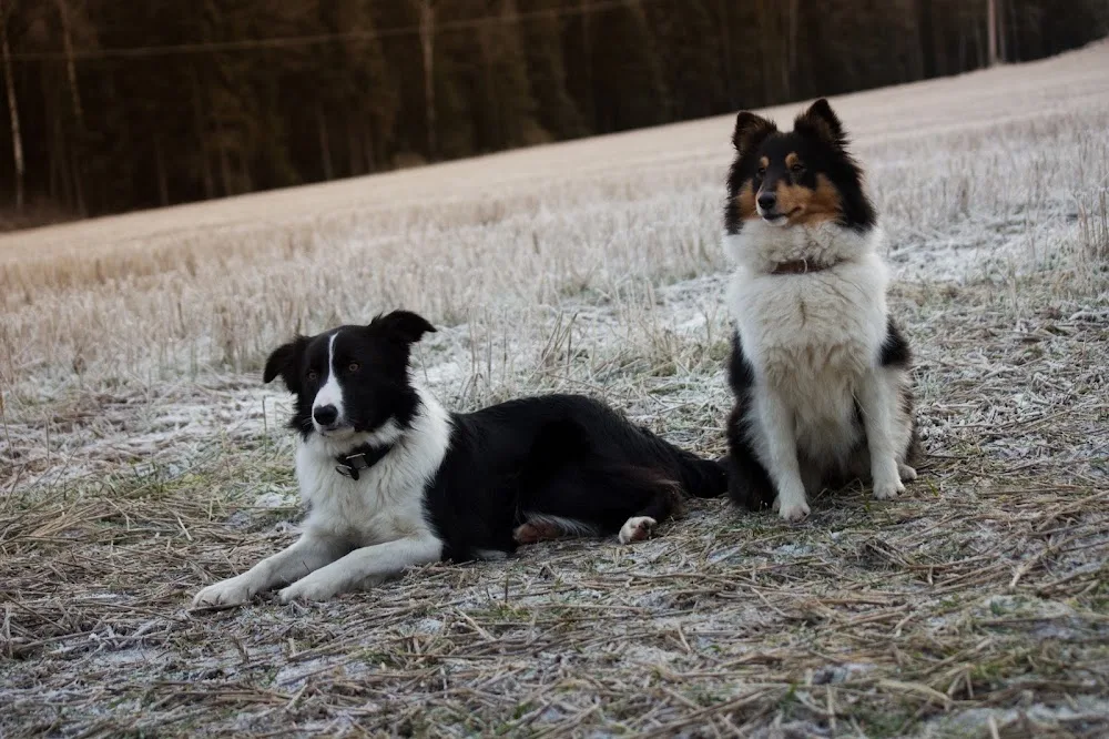 Lindemark hundepensjonat - Østfold pet otel