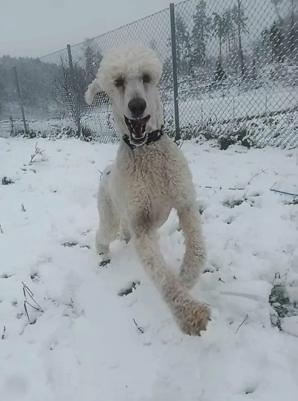 Lindemark hundepensjonat - Østfold pet otel görseli 3