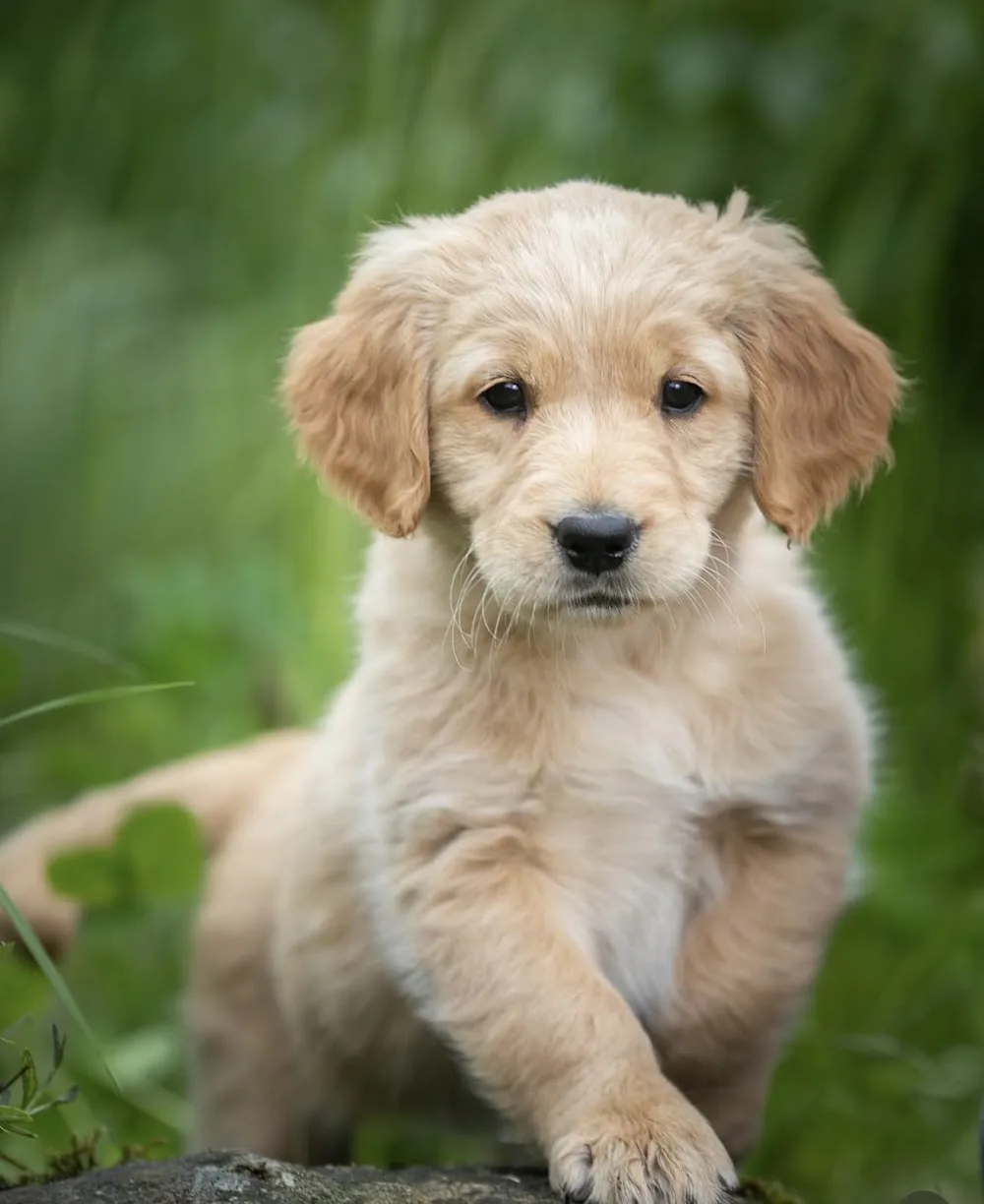 Løken hundepensjonat - Østfold pet otel görseli 2
