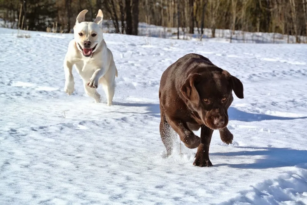 Lund Hundepensjonat - Østfold pet otel görseli 2