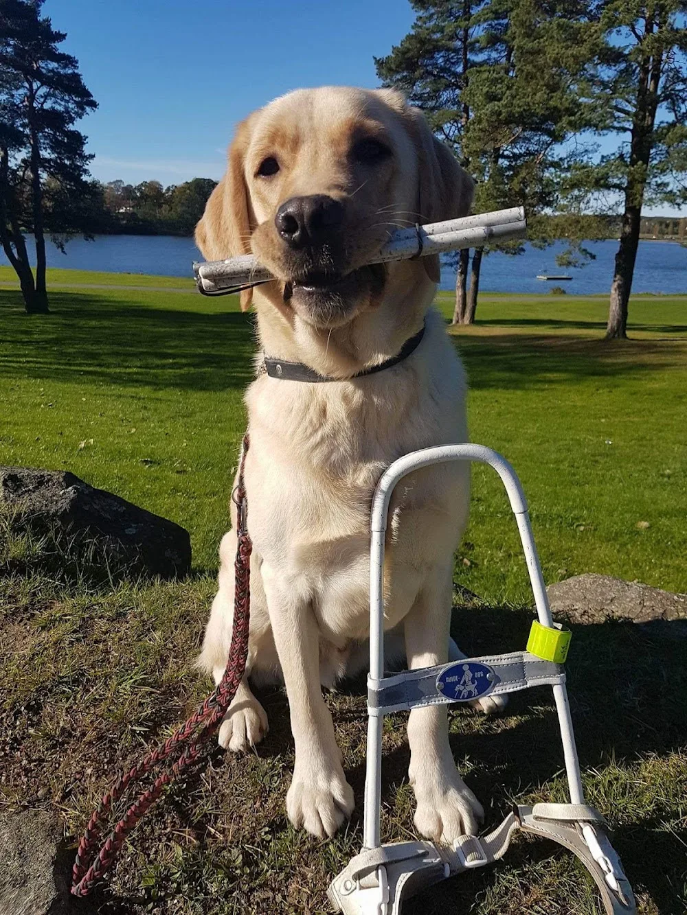 Lund Hundepensjonat - Østfold pet otel görseli 3
