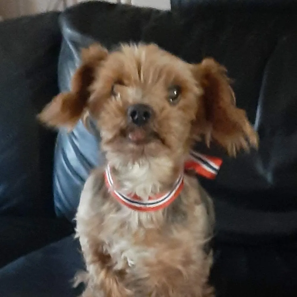 Lund Hundepensjonat - Østfold pet otel görseli 5