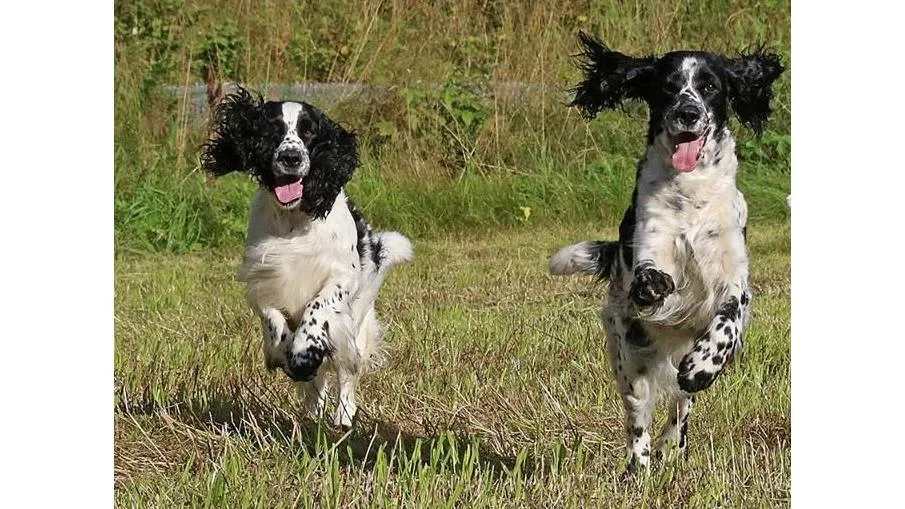 Ski Hundepensjonat - Østfold pet otel görseli 2