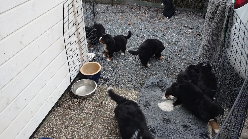 Triomar kennel - Østfold pet otel görseli 2