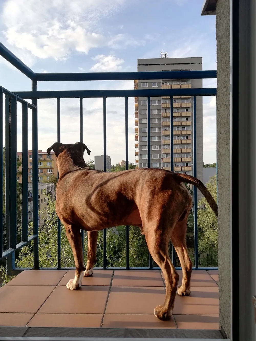 Pet Care Havířov - Ostrava-město pet otel